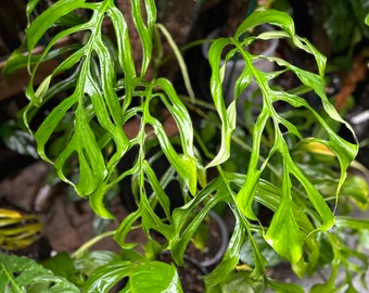 philodendron plant pictures Philodendron Heart Leaf in Hanging Basket