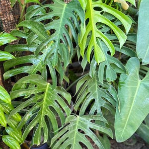 Sierrana Monstera - Etsy