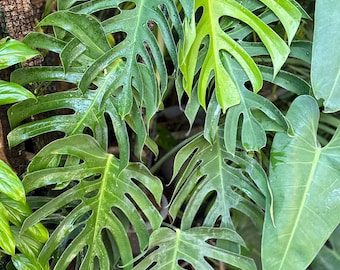 Monstera deliciosa var. sierrana