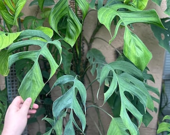 Monstera bocatorensis *EXTREMELY RARE*