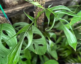Monstera sp. ‘Curved’