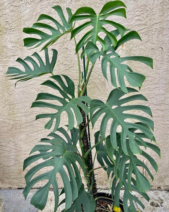 Monstera Deliciosa Var. Sierrana - Etsy