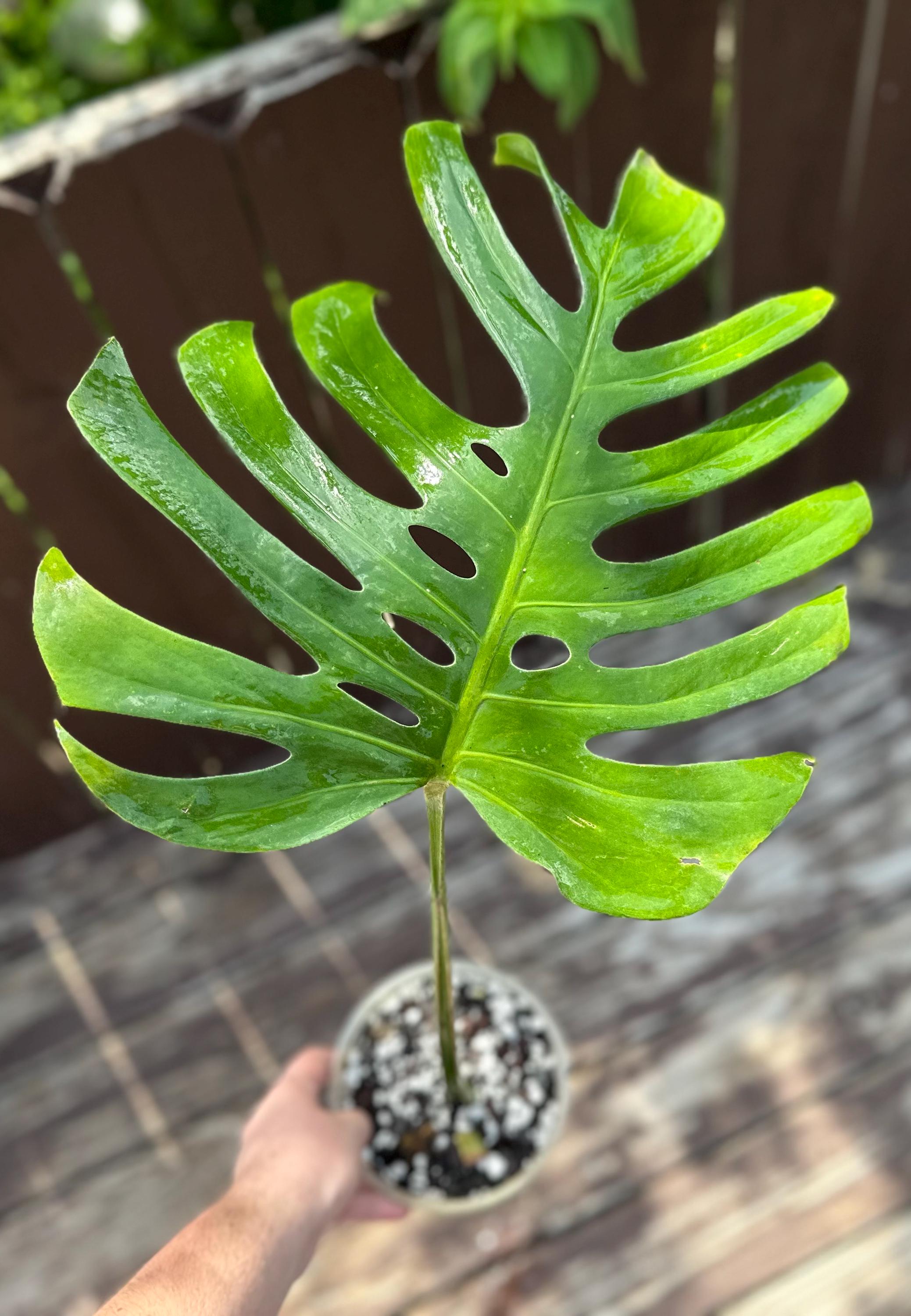 Monstera deliciosa var sierrana モンステラ シエラナ