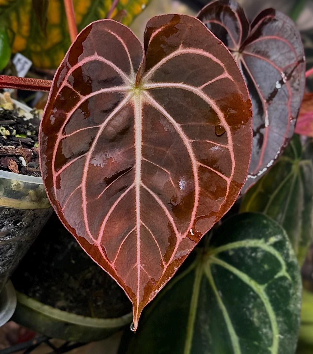 Anthurium Carlablackiae Wu2 S1 X (ra5x10) - Etsy
