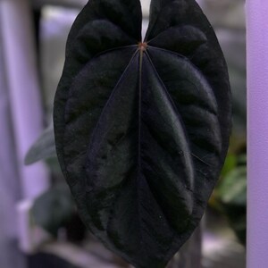Anthurium Dressleri X Antolakii (BVEP) “felix” - Etsy