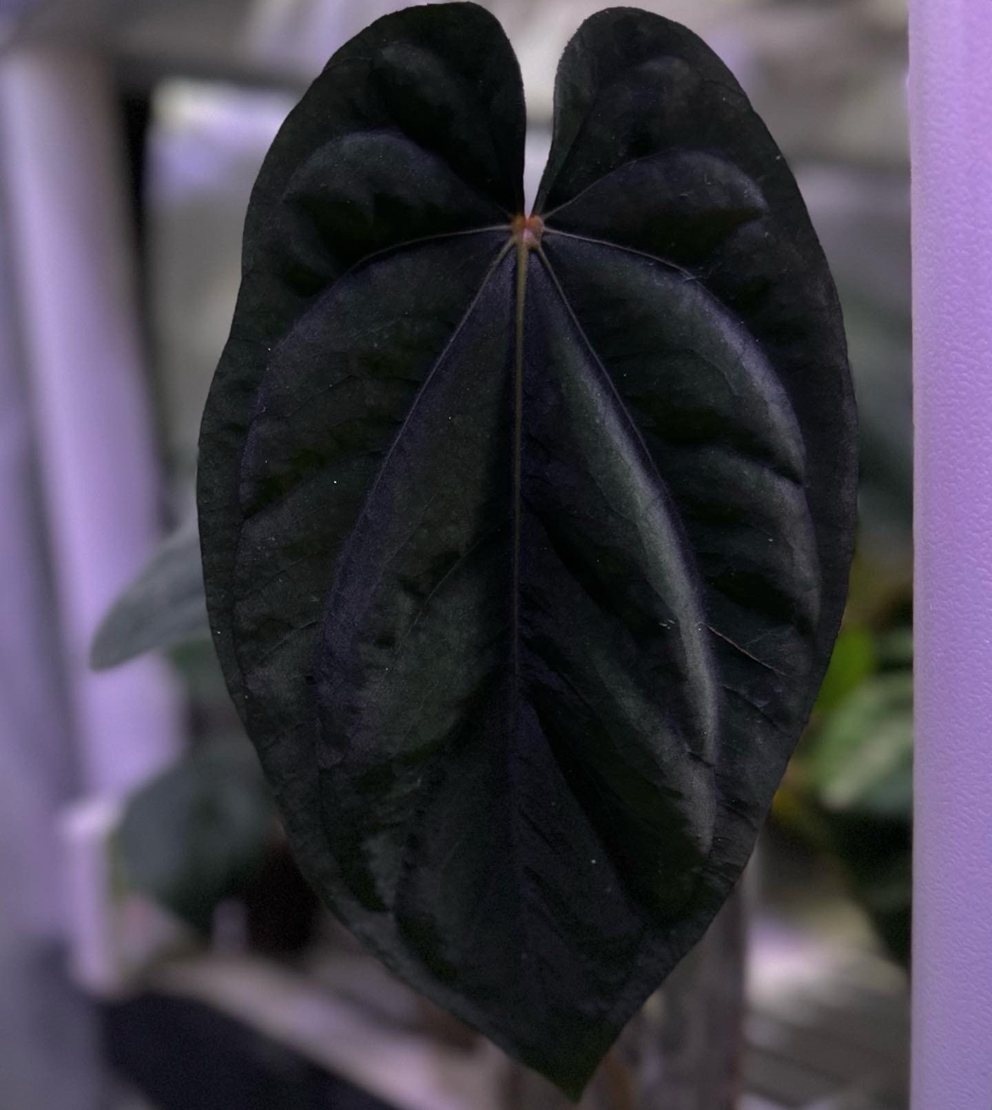 Anthurium Dressleri X Antolakii (BVEP) “felix” - Etsy