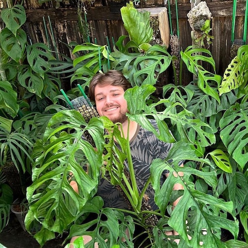 Monstera Barrieri *RARE* - Etsy