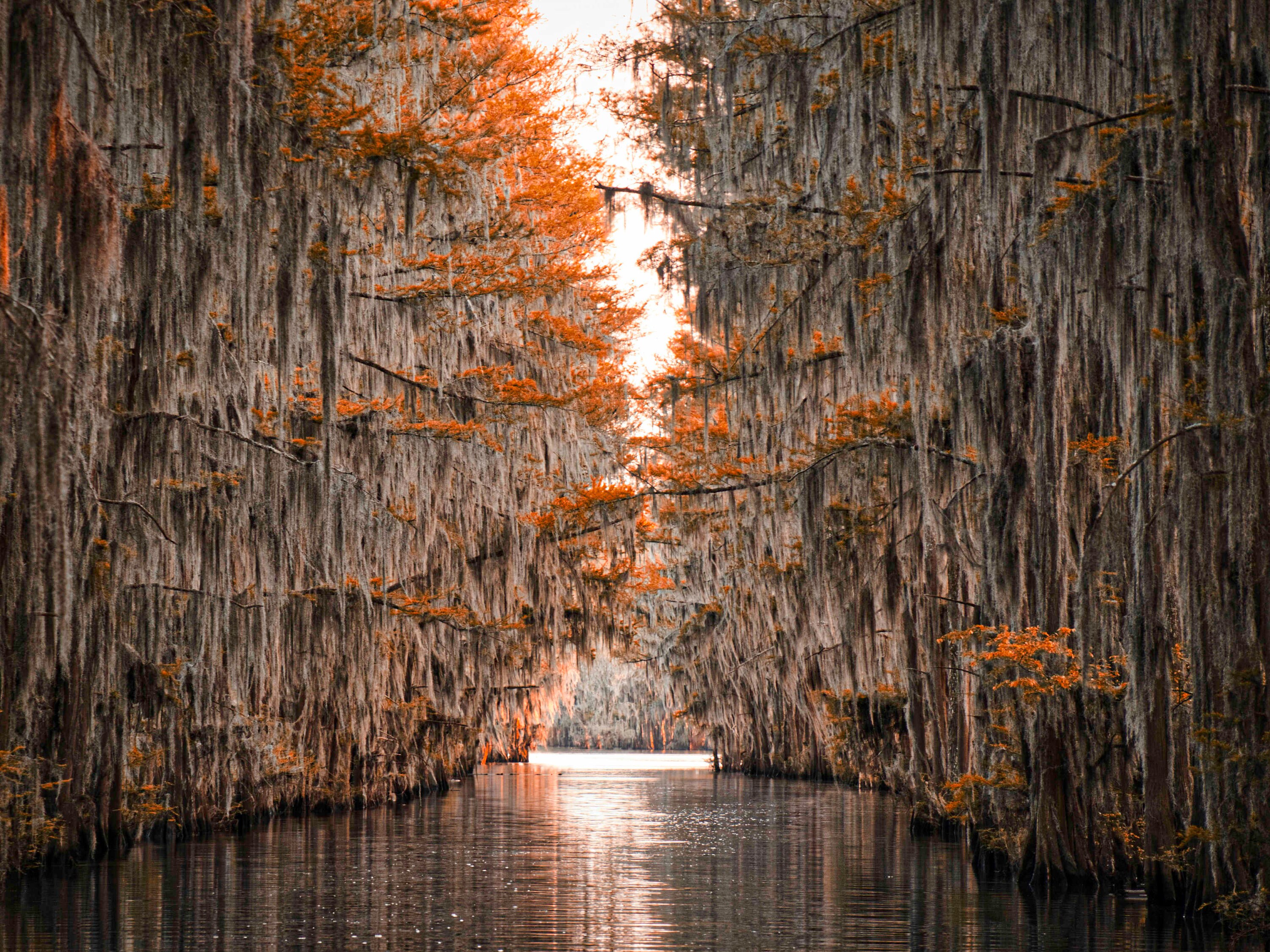 largest cypress tree in louisiana