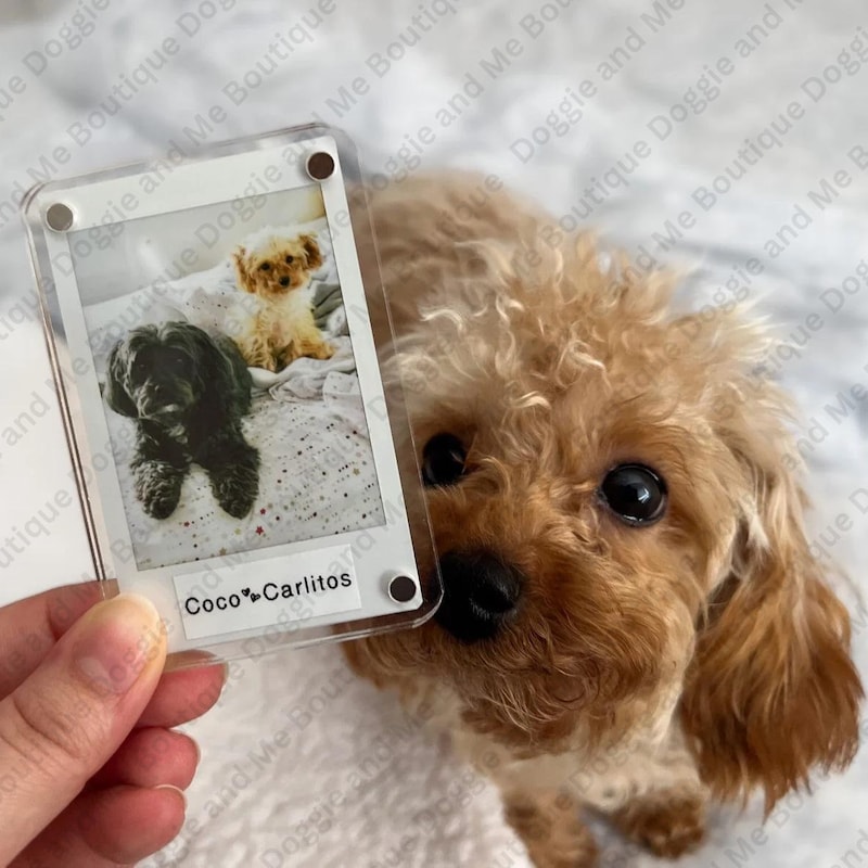 Dog Fridge Magnet Bobblehead - Cute Pet Gift main image 1
