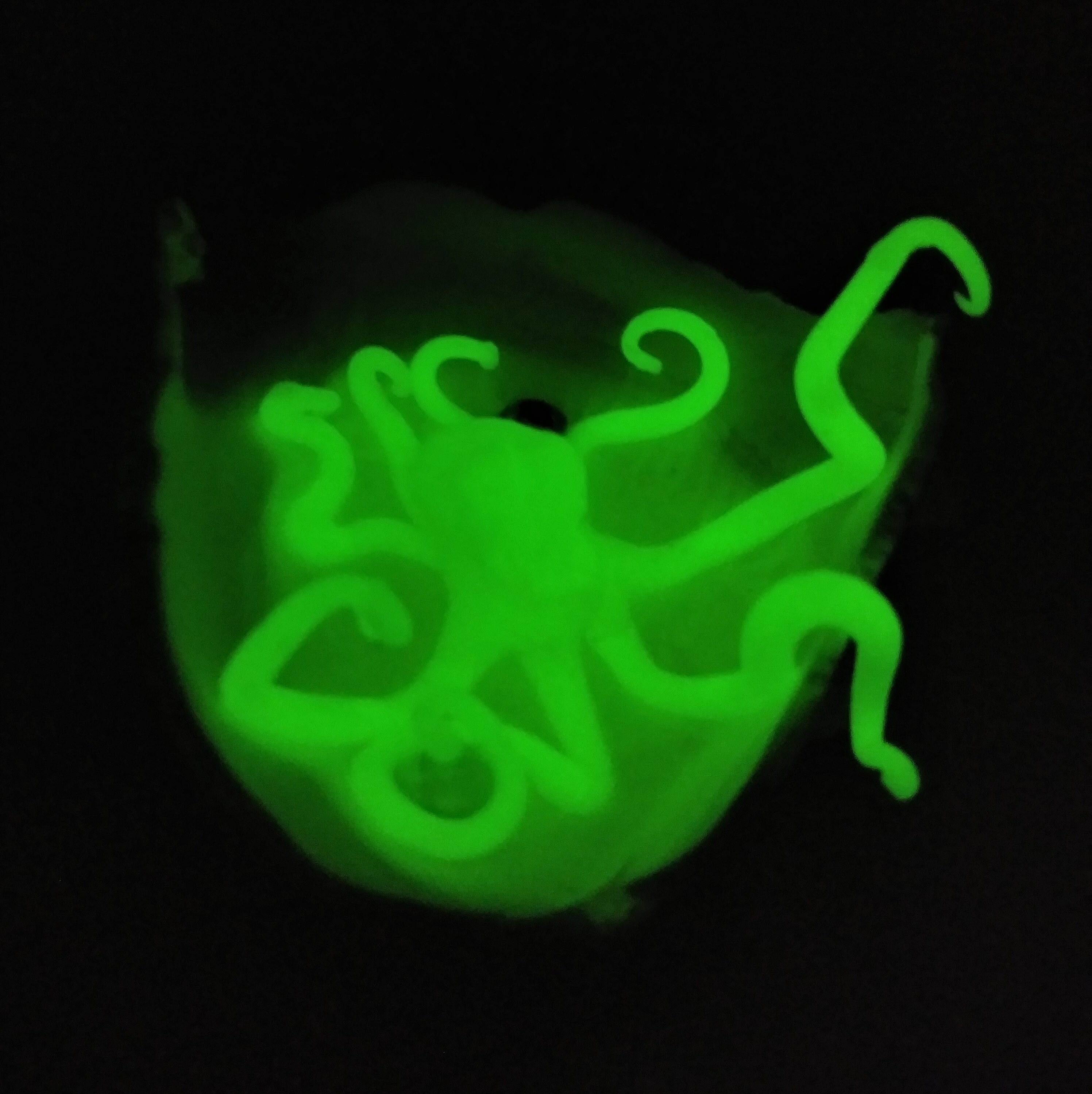 Glow in the Dark Octopus with Shiny Treasures Etsy