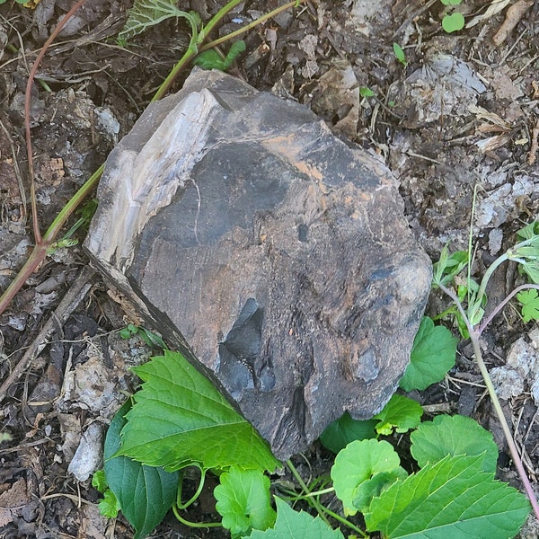 Bois pétrifié noir rare d'Arizona avec une belle inclusion d'écorce grise #121