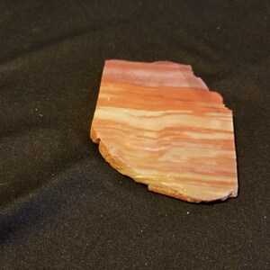 Petrified wood slab #300