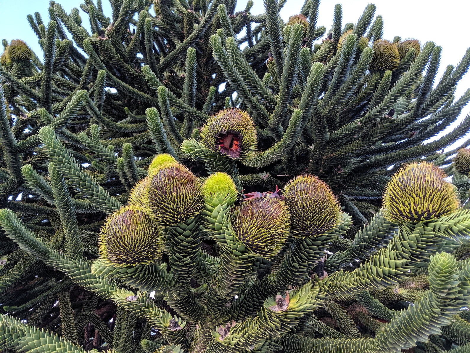 Freshly harvested monkey puzzle tree seeds 10 seeds Etsy