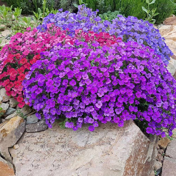 Beautiful Color Mix Ground Cover Flowering 0.1 Gram Seeds.
