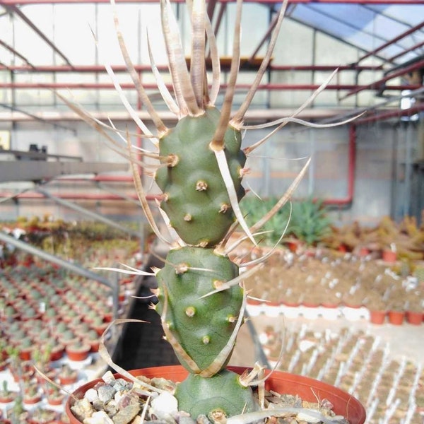 Seltene exotische Tephrocactus 5 Samen