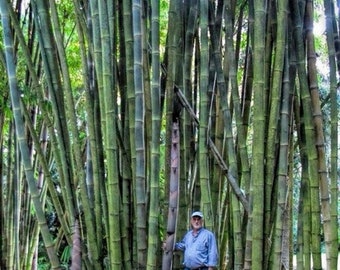 Exotic Giant Thorny Bamboo Plant 20 Seeds