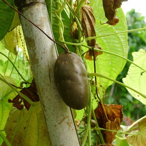 Może przedstawiać: Dwa brązowe, guzowate, nieregularnie ukształtowane owoce rosnące na winorośli owiniętej wokół bambusowego słupa. Owoce wiszą na winorośli i są otoczone zielonymi liśćmi.