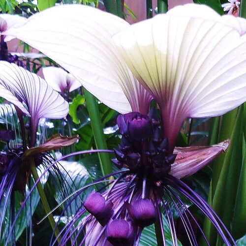 Rare Exotic White Bat Flower 15 Seeds Etsy Canada