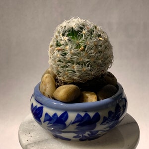 May include: A small cactus plant with white spines in a blue and white ceramic pot with a floral design. The pot is sitting on a white marble pedestal.
