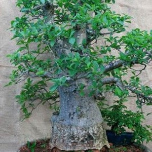 May include: A bonsai tree with a thick, gnarled trunk and a lush green canopy. The tree is potted in a gray ceramic pot.