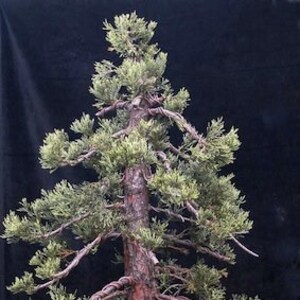 Può includere: Un bonsai con un tronco spesso e nodoso e una fitta chioma di fogliame verde. L'albero è in vaso in un vaso rettangolare marrone.