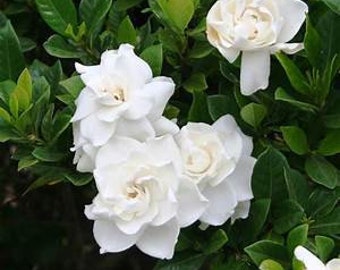 Beautiful White Gardenia Cape Jasmine 25 Seeds