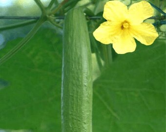 Luffa Seeds Etsy