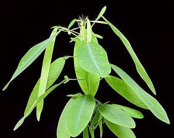 Dancing Plant 10 Seeds