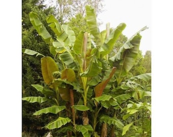 Exotic Indian Banana Fruit Tree 15 Plant Seeds