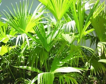 Panama Hat Palm 10 Plant Seeds