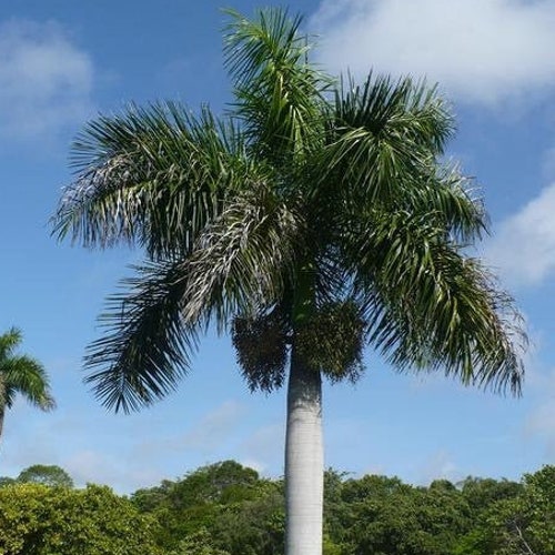 Foxtail Palm Wodyetia Bifurcata 10 Seeds free Shipping | Etsy