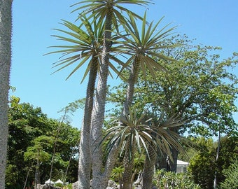 Rare Silver Madagascar Palm 5 Seeds