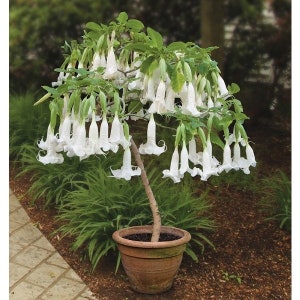 Exotic White Angel Trumpet 10 Seeds