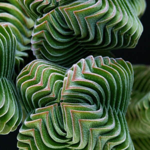 Crassula Columnaris " Buddha's Temple" 20 Succulent Seeds