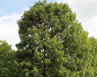 Può includere: Un gruppo di grandi alberi verdi e folti con tronchi spessi in un ambiente da parco. Gli alberi sono in primo piano dell'immagine, con un edificio e altri alberi sullo sfondo.