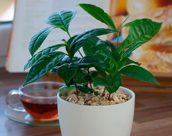 Tea Plant (Camellia sinensis)  10 Seeds