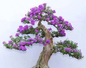 Bananenbaum (Mussa thomsonii) 10 Samen - Etsy.de