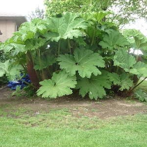 Rare Exotic Costa Rican Umbrella Plant 10 seeds