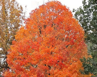 Canadian Sugar Maple 10 Seeds