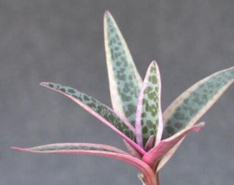 Rare South African Rose Striped Variegated Leopard Lily Live 4 CM Plant