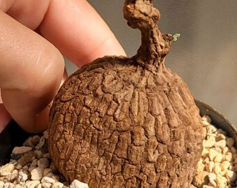 Plante vivante de Stephania Suberosa Caudex
