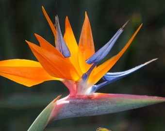 Rare Exotic Orange Bird Of Paradise 10 Seeds