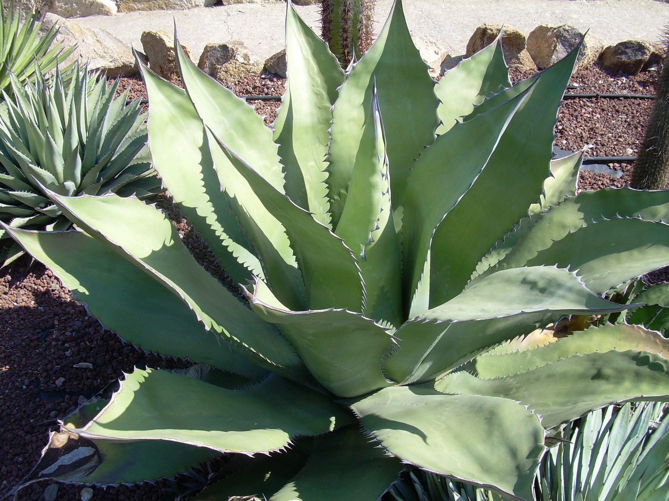 Agave Salmiana Var. Ferox 10 Seeds - Etsy Canada