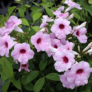 May include: A cluster of pink trumpet vine flowers with white throats and dark pink centres. The flowers are blooming on a green vine with leaves.