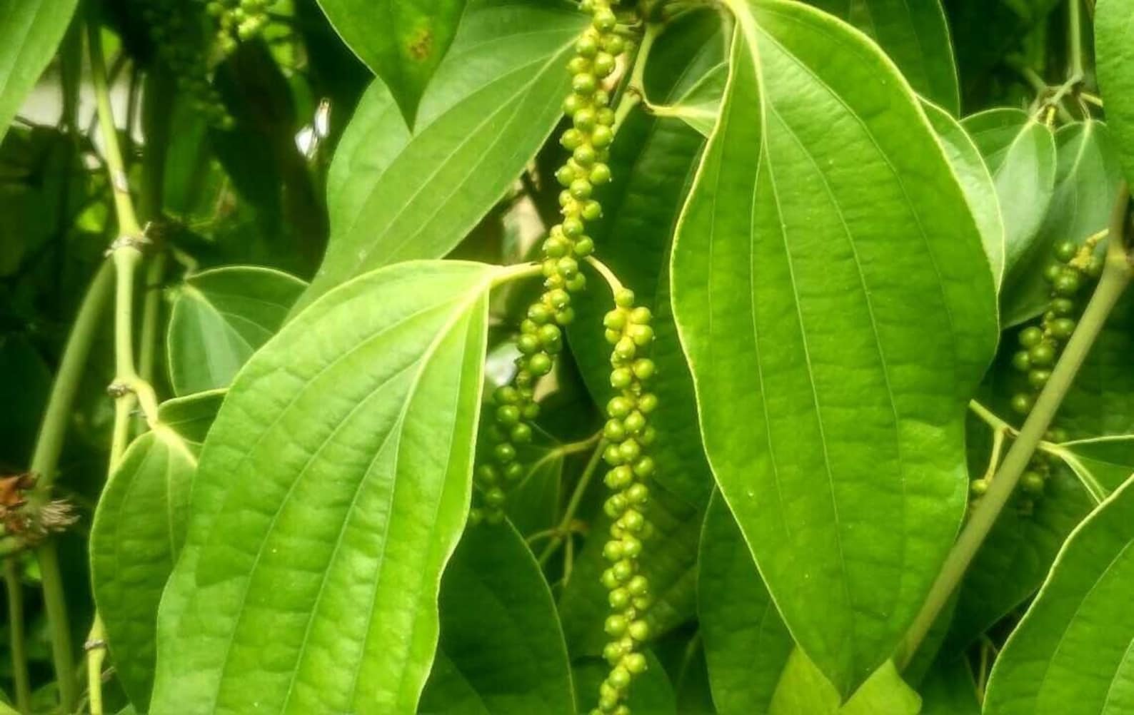 Black Peppercorn Plant 10 Seeds Etsy