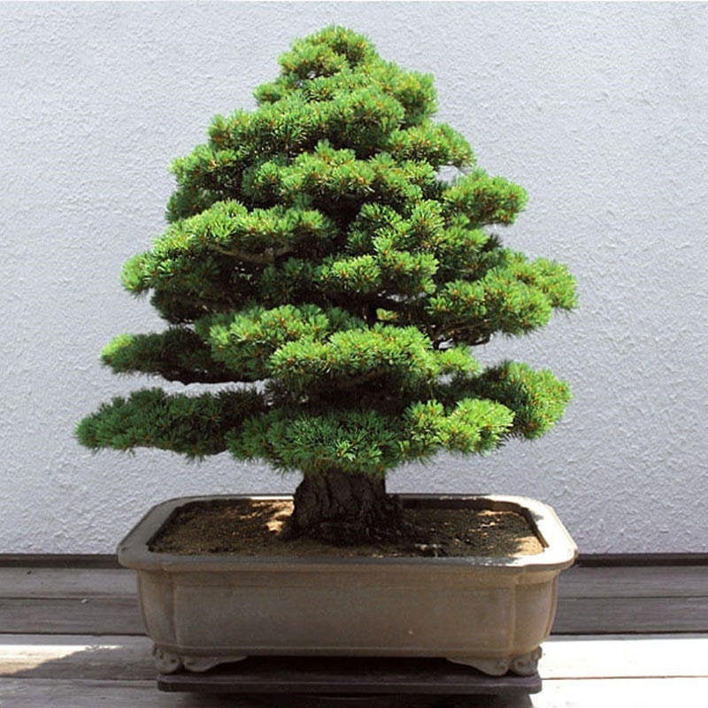großer bonsai topf 20.8