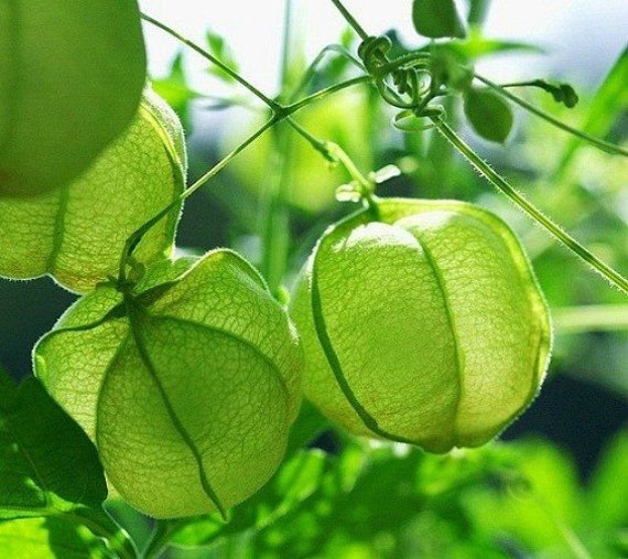 Balloon Vine 10 Seeds Etsy Denmark Balloon Vine 10 Seeds Etsy Denmark