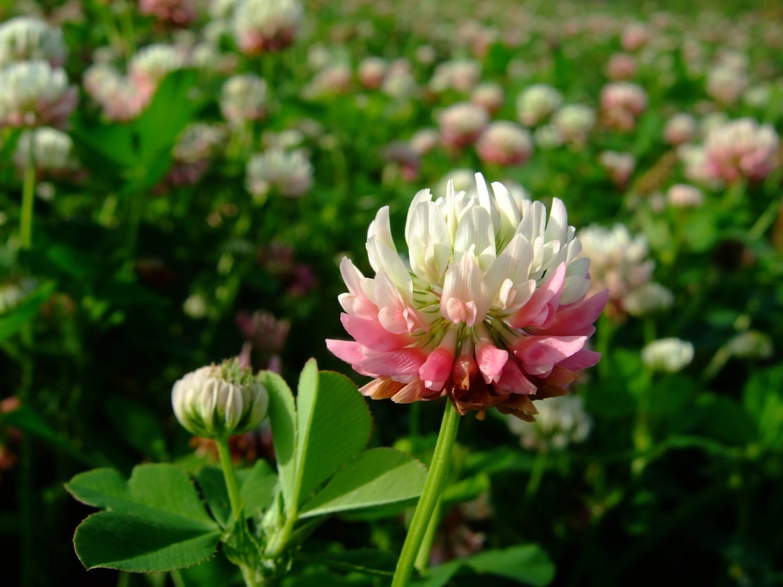 Beautiful Alsike Pink Clover Ground Cover Flowering 0.5g Seeds Etsy