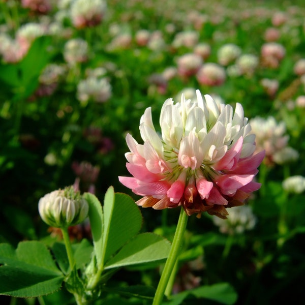 Belle Alsike Pink Clover Couvre-sol Floraison 0.5g Graines