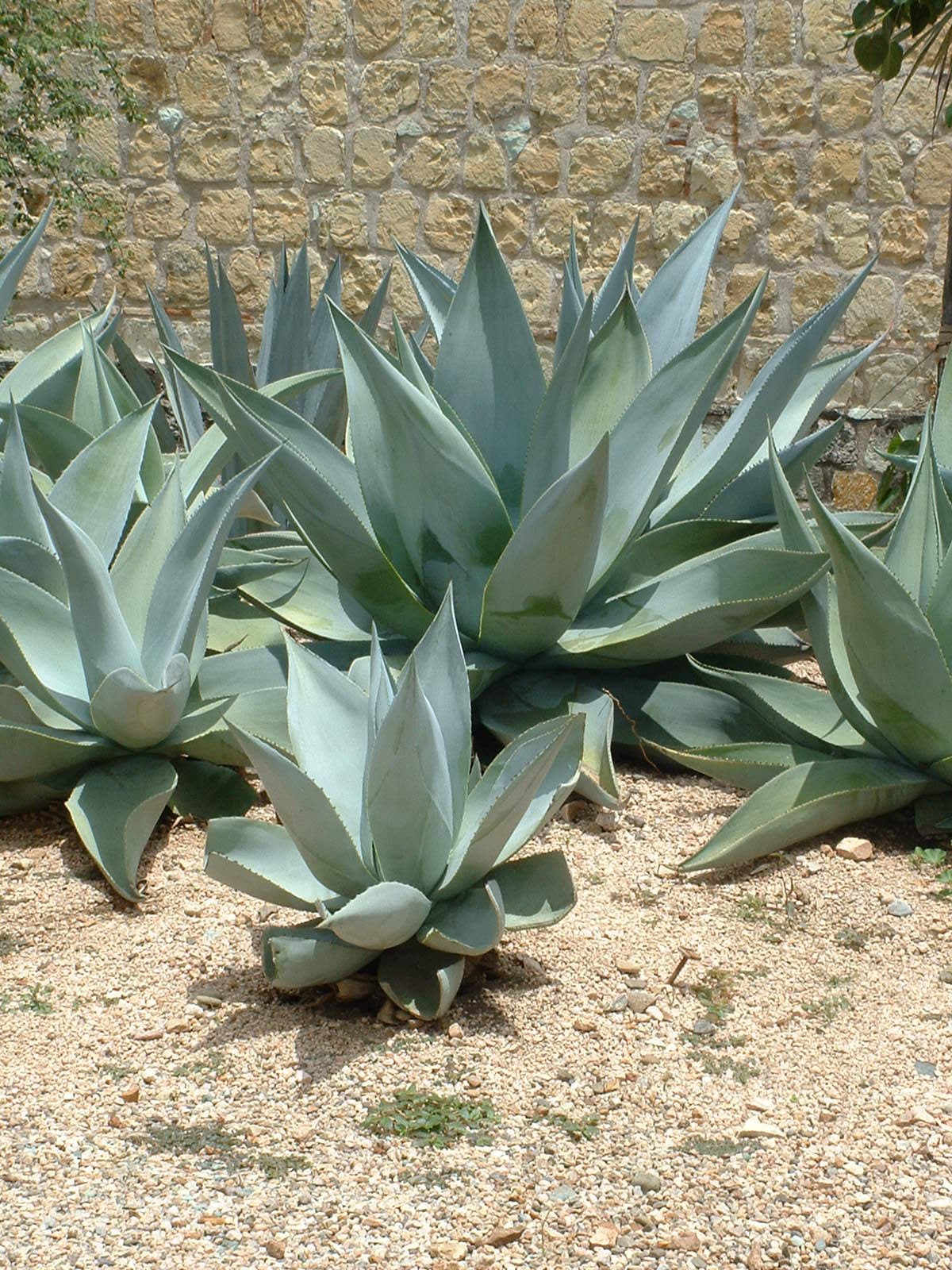 Dolphin Agave (Agave guiemgola) 6 Seeds